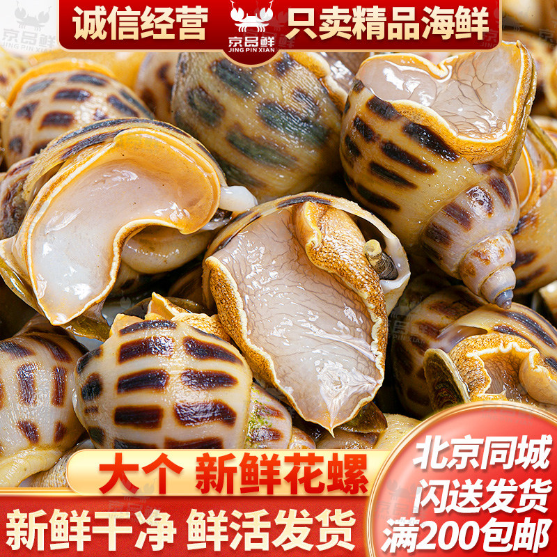 一份一斤 花螺鲜活 新鲜 花螺超大 北京海鲜闪送手工挑选全活发货