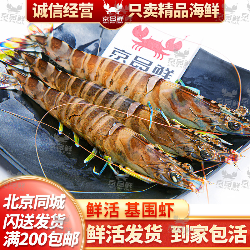 鲜活基围虾只发北京闪送发货新鲜图片