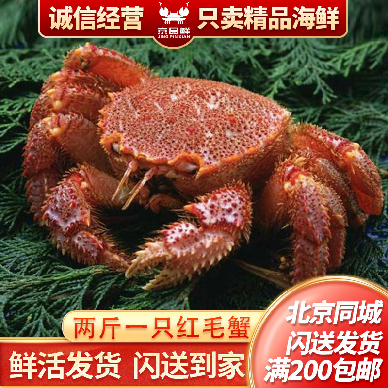 鲜活红毛蟹北京现货闪送到家图片