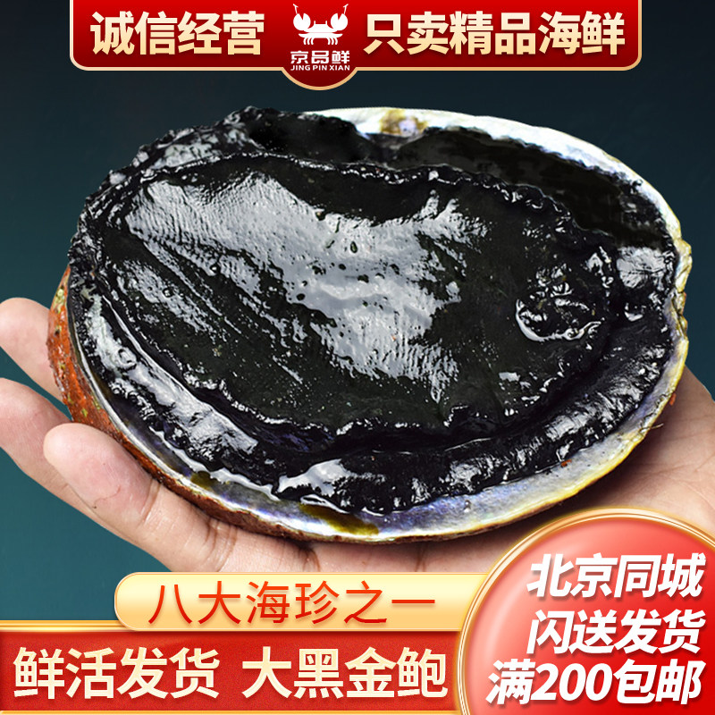 1只1斤~一斤半 鲜活黑金鲍 新西兰进口 新鲜鲜活 深海 鲍鱼