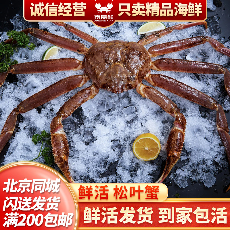 北京京深海鲜闪送 鲜活松叶蟹 板蟹 雪蟹 大螃蟹 活满肉 北京闪送