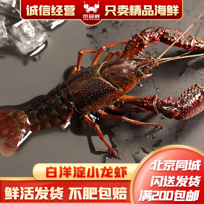 白洋淀小龙龙虾大个北京闪送发货图片