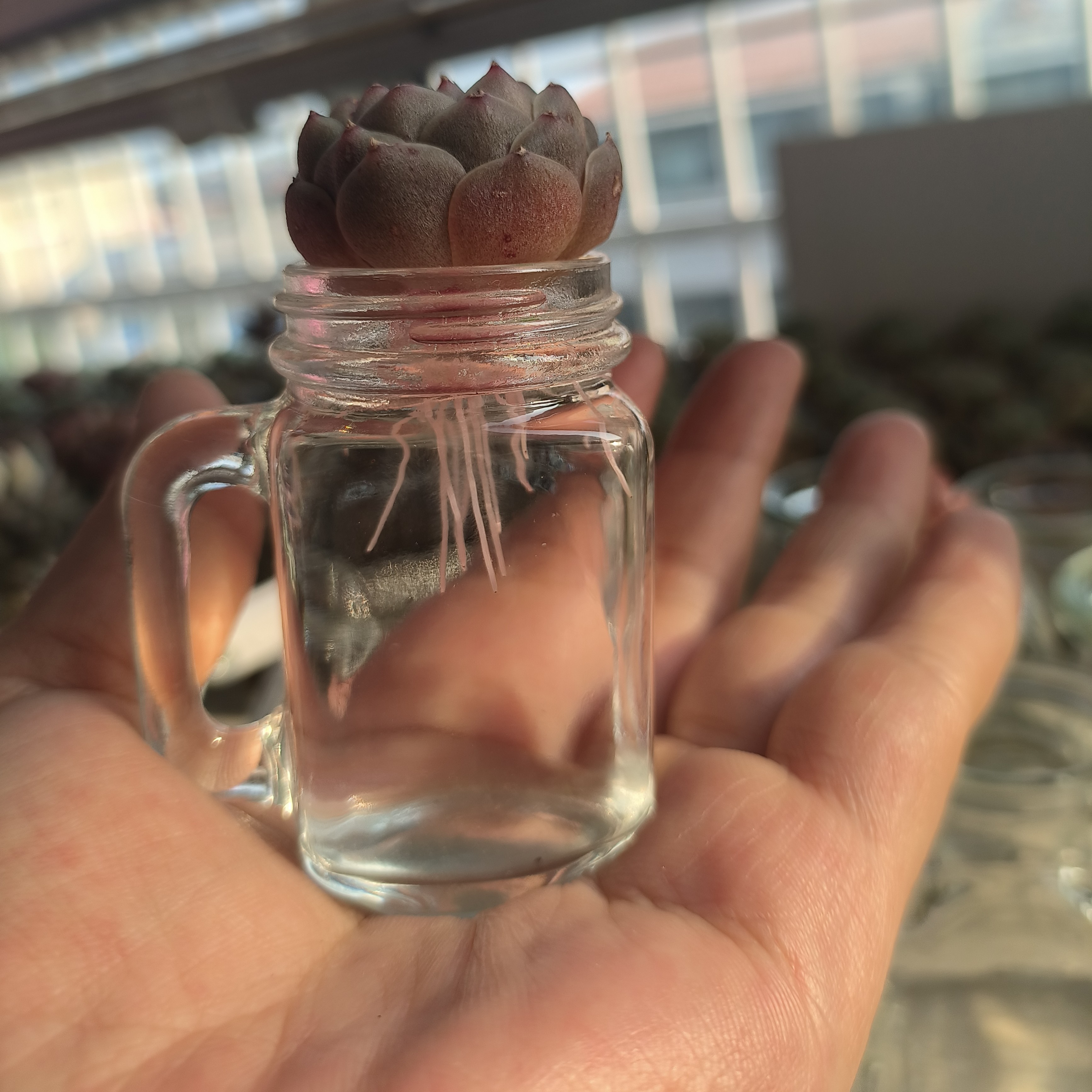 创意玻璃摆件小杯子阳台花器多肉花瓶