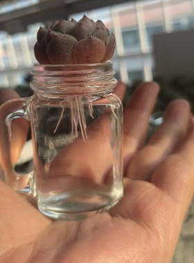 创意玻璃摆件小杯子阳台花器多肉种植绿萝花插花瓶水培容器迷你