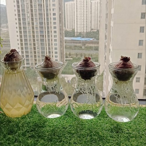 简约玻璃花瓶风信子透明花瓶办公室桌面水培绿萝器皿阳台装饰摆件