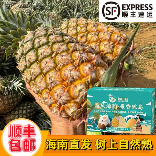 【顺丰礼盒】海南金钻凤梨新鲜水果当季粉色风梨香水菠萝特产无眼