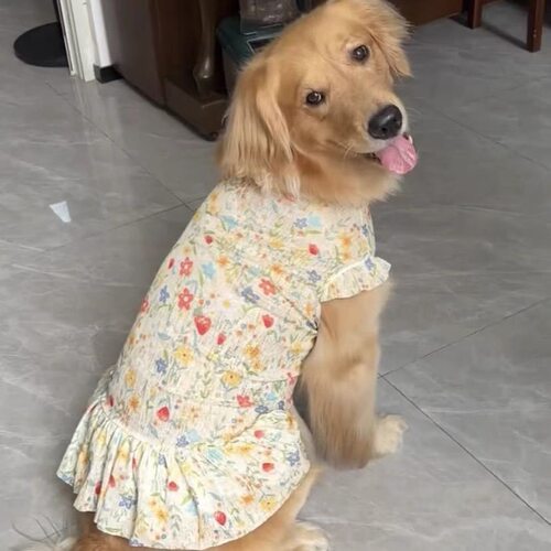 阿拉斯加萨摩大狗狗衣服大型犬公主裙夏季薄款金毛萨摩耶拉布拉多