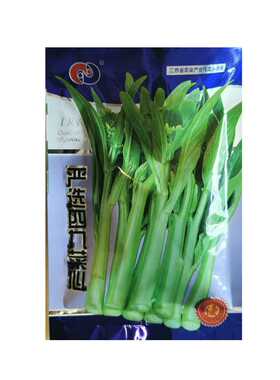 菜心种子严选四九菜心菜苔种子早熟淡绿色生长快口感佳抽苔好