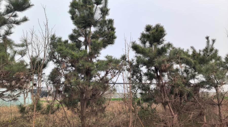 一批松树