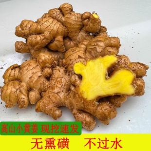 【今年老姜】云南小黄姜山区现挖生姜农家新鲜土姜月子姜蔬菜调料