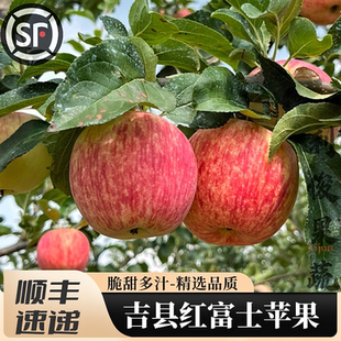 山西吉县红富士苹果 正宗壶口瀑布高原临汾特产水果富硒礼盒顺丰