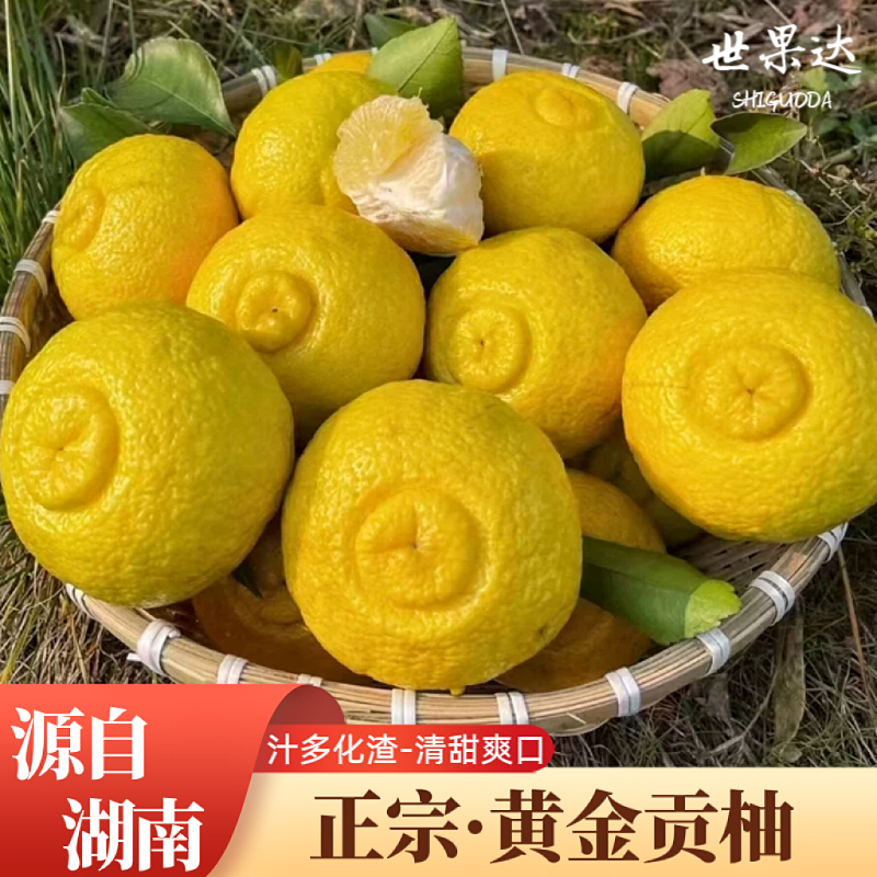 黄金贡柚正宗湖南怀化特产 洪江春香桔柚象山青柑橘 新鲜送礼水果
