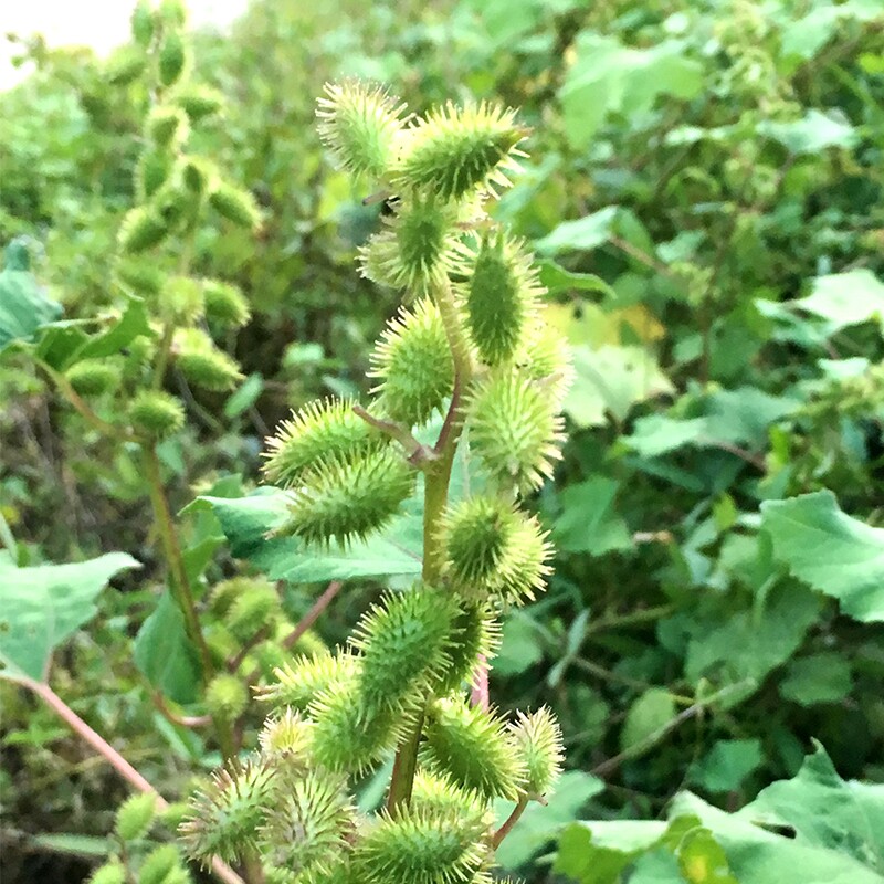 苍耳子500g野生新货天然无添加带刺毛苍子泡脚鼻塞喷嚏中药材包邮