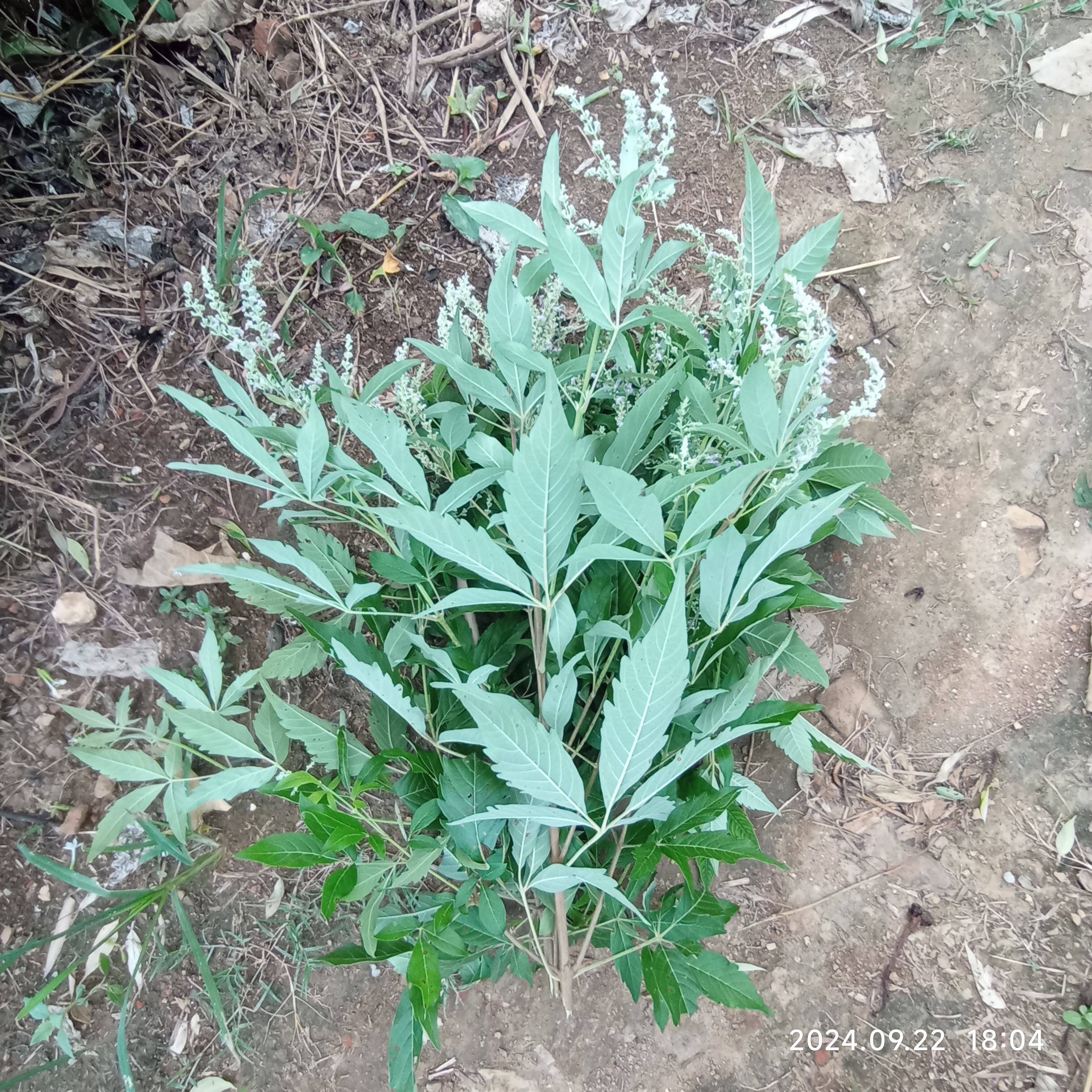 黄荆枝叶中草药黄金子荆条花布荆草现采五叶鲜叶苗子