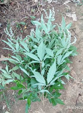黄荆枝叶中草药黄金子荆条花布荆草现采五叶鲜叶苗子