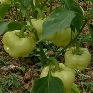 广西本地大灯笼椒苗白玉酿辣椒种子苗可盆栽地栽大泡椒不辣菜椒