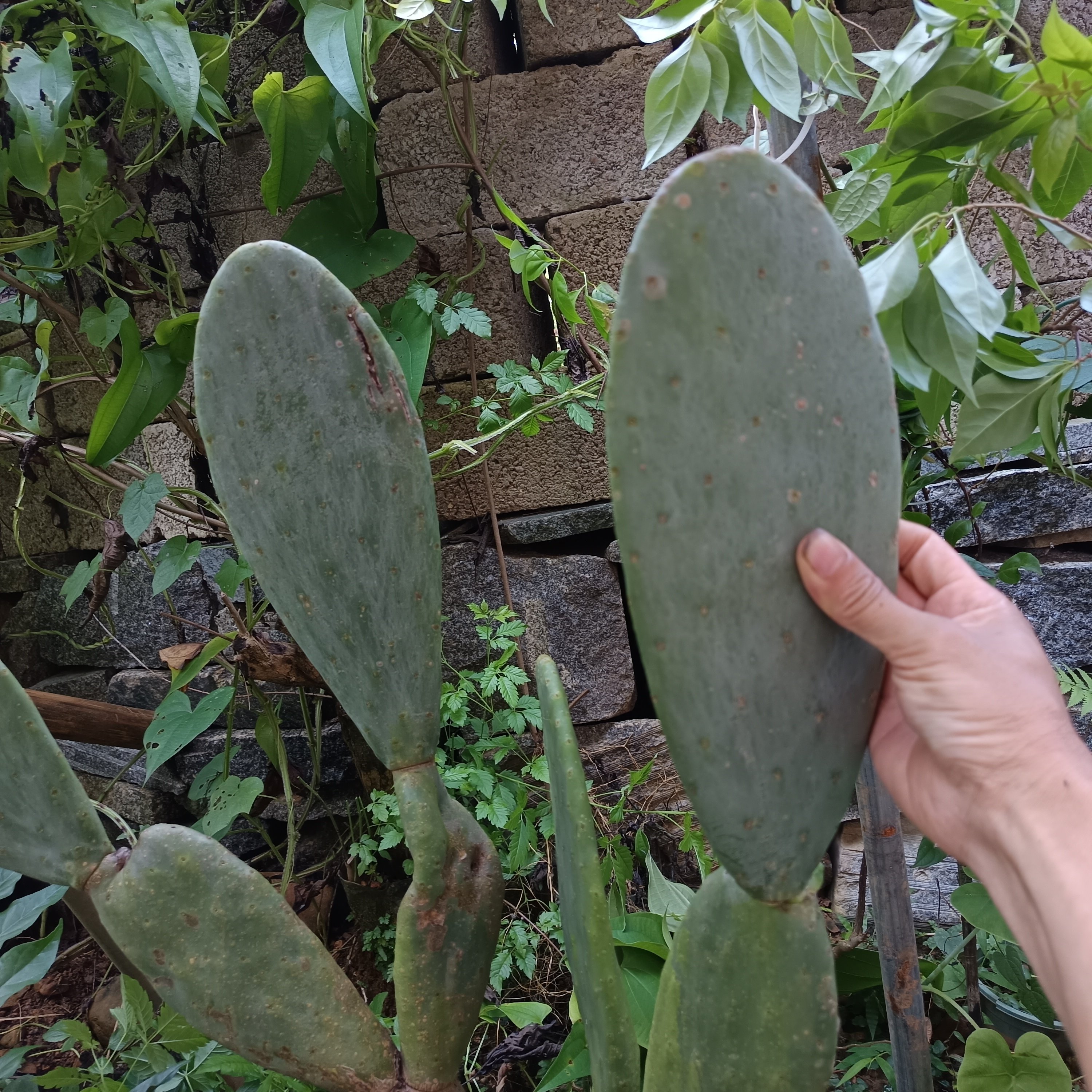可食用仙人掌新鲜墨西哥米邦塔药多肉植物