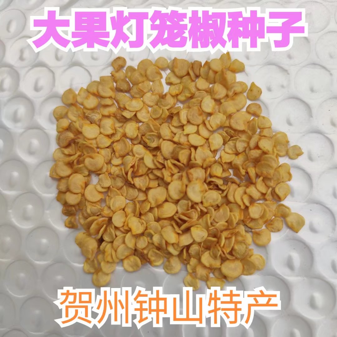 贺州特产钟山大灯笼椒白玉酿辣椒苗盆栽地栽大泡椒菜椒种子200粒