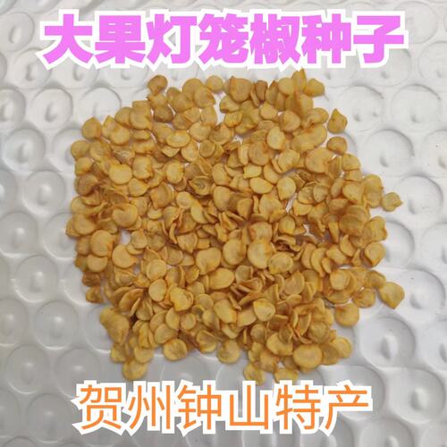 贺州特产钟山大灯笼椒白玉酿辣椒苗盆栽地栽大泡椒菜椒种子200粒