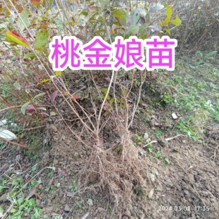 桃金娘树苗果苗盆栽山稔子树苗地栽果树捻子果苗食用常绿庭院