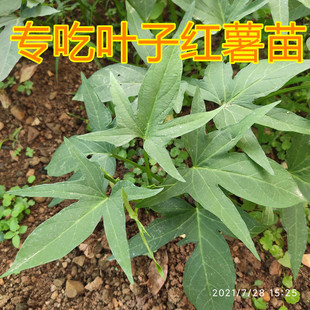 红薯叶苗 食叶型地瓜叶 番薯叶苗红苕嫩尖广西地瓜蔬菜秧苗