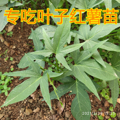 红薯叶苗 食叶型地瓜叶 番薯叶苗红苕嫩尖广西地瓜蔬菜秧苗