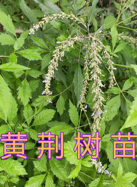 黄荆苗疙瘩根五枫指枝叶中草药黄金子荆条蜜源植物灰水粽原材料