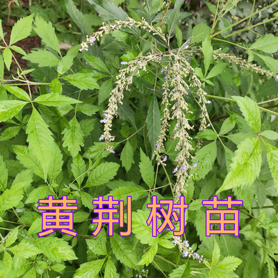 黄荆苗疙瘩根五枫指枝叶中草药黄金子荆条蜜源植物灰水粽原材料