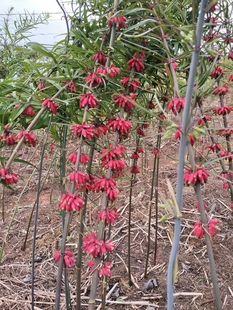 黄精种子中药材种籽玉竹滇黄精鸡头精黄精种籽老虎姜新鲜黄精种子