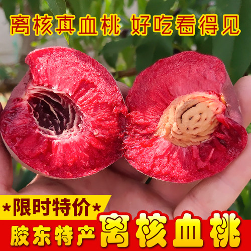 离核血桃山东烟台特产晚熟桃子