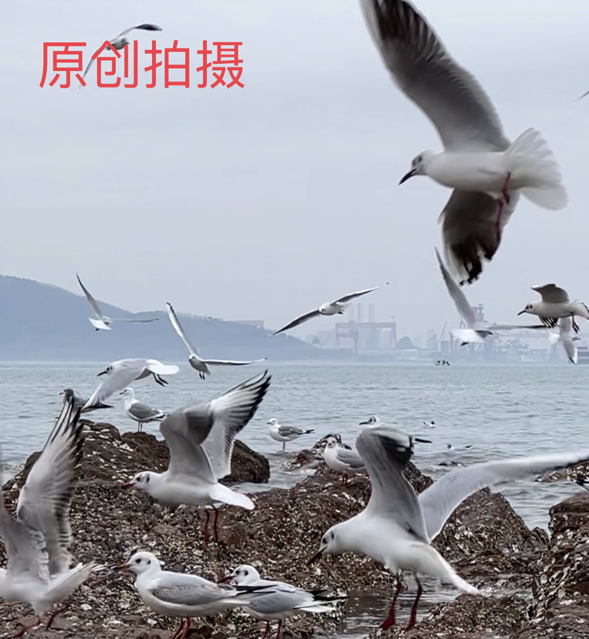 抖音快手海鸥大海视频素材emo慢动作一手原创拍摄1080p单品包邮