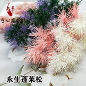 蓬莱松永生花花材手工制作配材DIY材料包配材烟花花束花语长寿