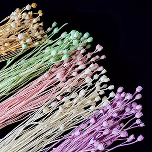 左心房花坊干果雪梨果永生花虞美人插花瓶拍摄道具日本进口保鲜花