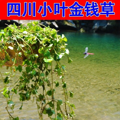 中药材泡水野生四川大叶金钱草