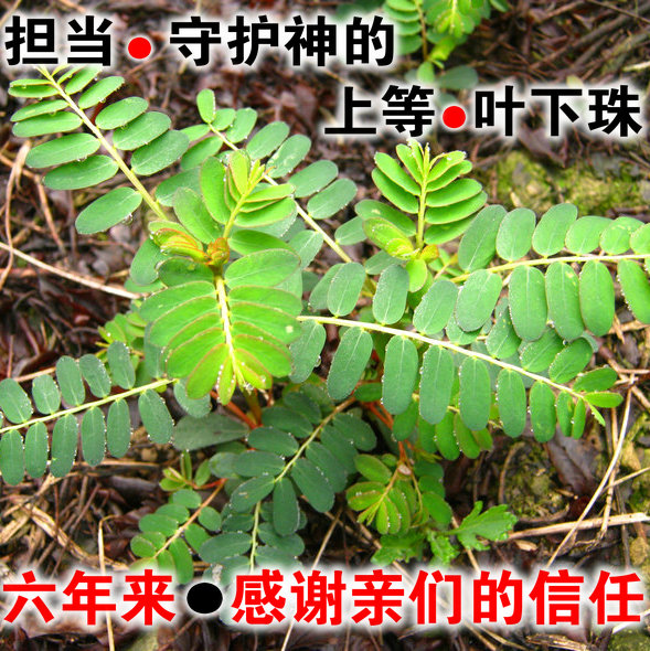 叶下珠四川2023新货高含量苦味儿珍珠草茶中草药材叶下珠草药