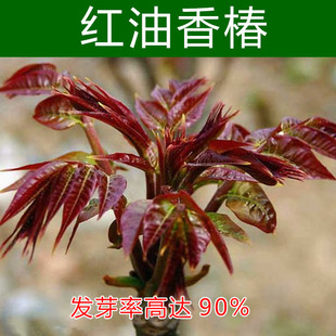 香椿种子红油四季芽苗菜蔬菜种籽阳台庭院盆栽种子香春树红香椿种