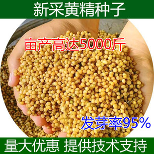 新采黄精种子药材种籽云贵川滇黄精老虎姜鸡头黄精新鲜黄精种子