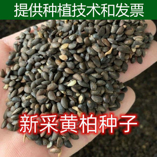 正宗黄柏种子厚皮川黄柏药用黄柏种籽中药材种子黄白种子黄柏树籽