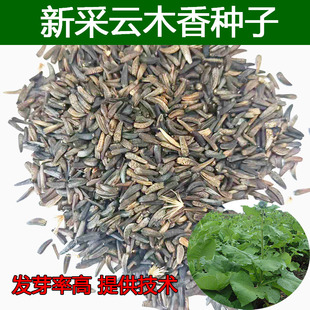 正宗云木香种子广木香青木香种籽当年采摘中药材农业种植南木香籽
