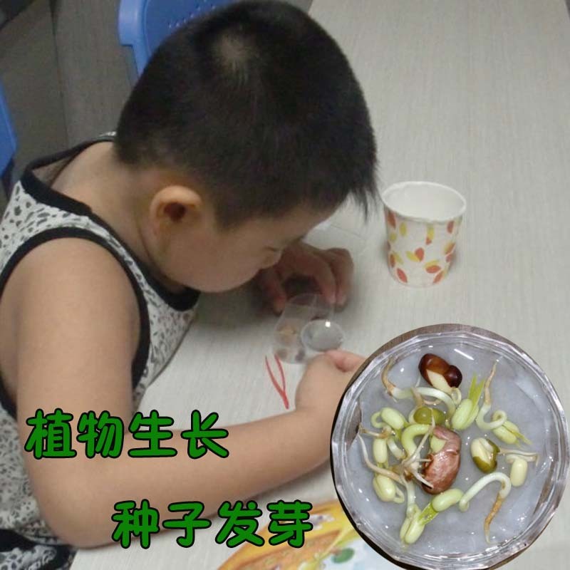 幼儿园器材植物科技小制作