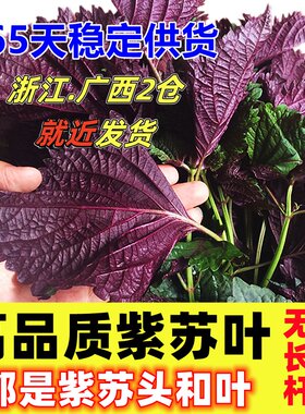 现摘紫苏叶新鲜食用香料鱼虾蟹牛蛙等去腥提鲜食材无长杆嫩头与叶