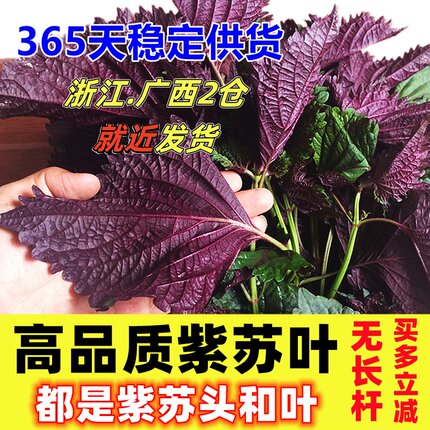 现摘紫苏叶新鲜食用香料鱼虾蟹牛蛙等去腥提鲜食材无长杆嫩头与叶