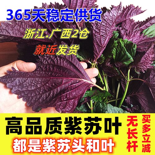 现摘紫苏叶新鲜食用香料鱼虾蟹牛蛙等去腥提鲜食材无长杆嫩头与叶