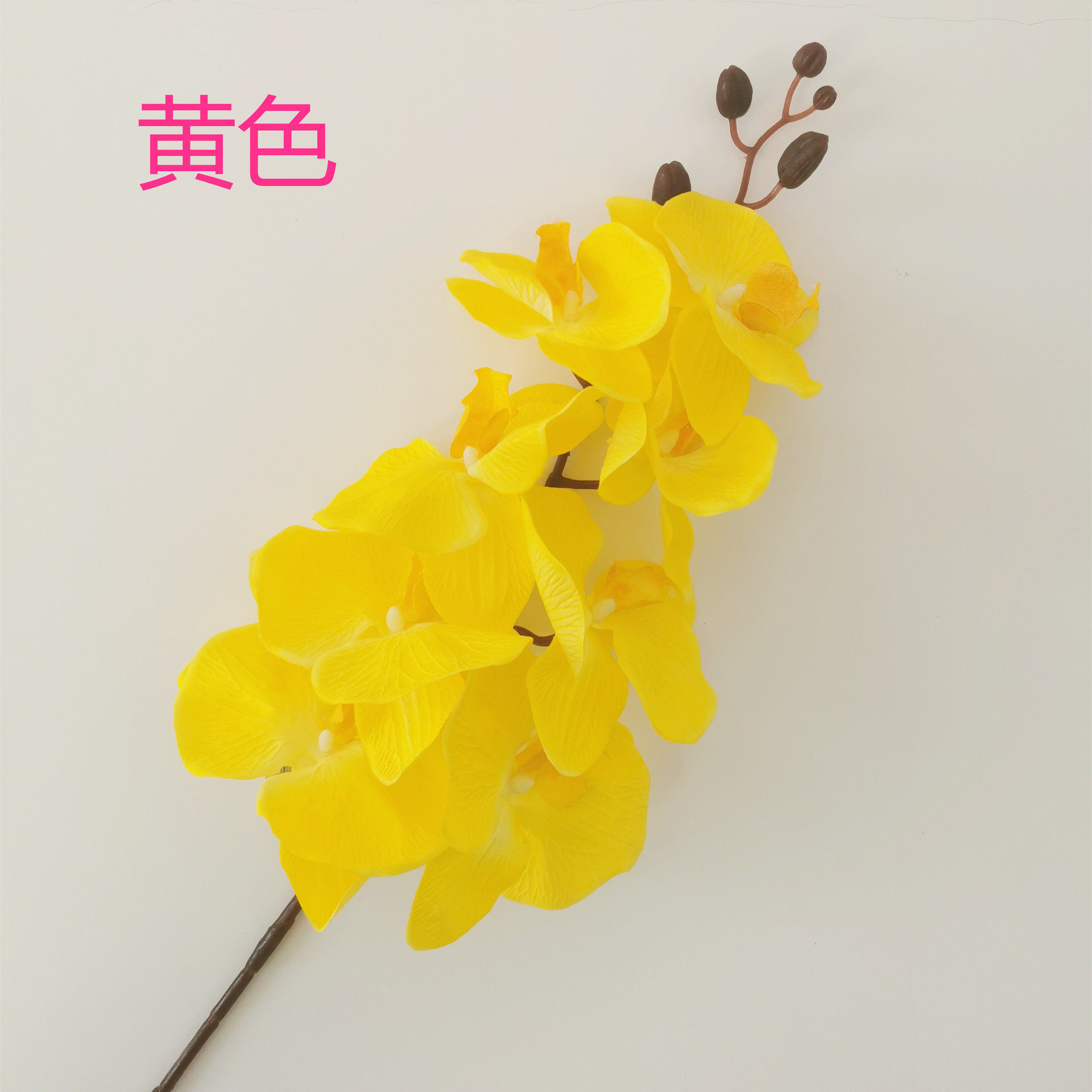 8花欧式秋色蝴蝶兰居家