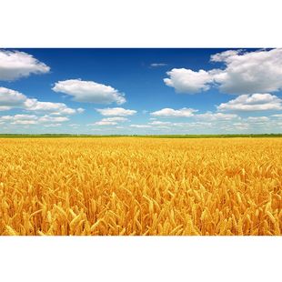 金色麦田蓝天白云秋收图客厅餐厅装饰挂画硕果累累大丰收麦穗壁画