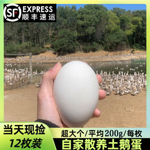现捡新鲜农家散养土鹅蛋特大正宗狮头鹅蛋孕妇去胎毒顺丰包邮
