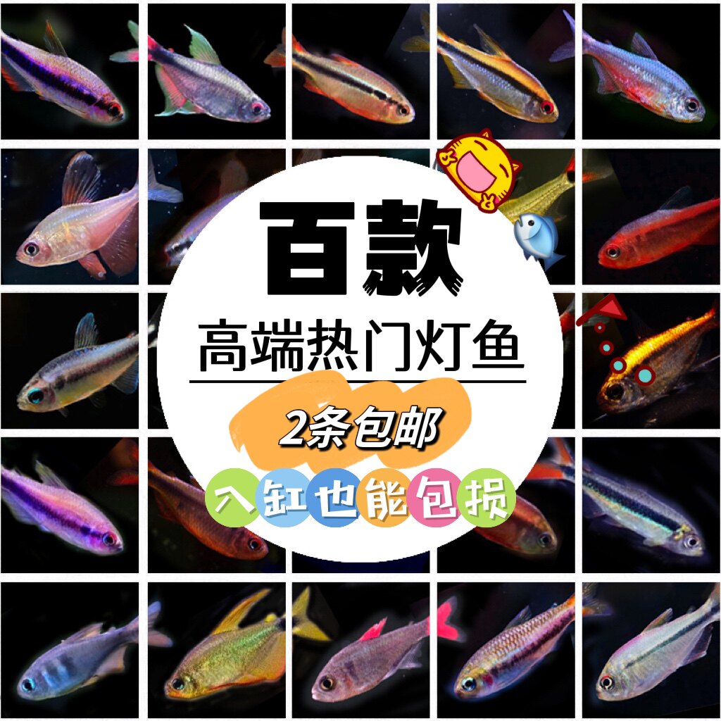 【睡觉2021】高端热门集合魔鬼可卡凯蒂扯旗帝王灯科鱼热带观赏鱼