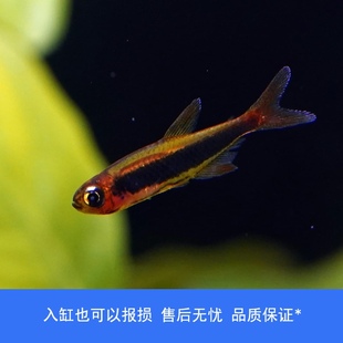 【睡觉2021】图卡诺火灵灯灯鱼观赏鱼草缸南美小型热带观赏活体