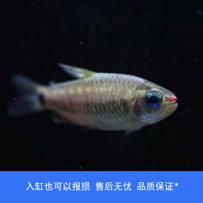 【睡觉2021】红唇可卡灯鱼高端草缸南美小型热带观赏鱼巴西嘢生