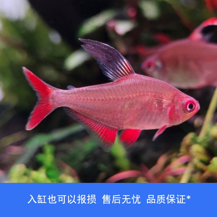 【睡觉2021】地狱男爵扯旗小型灯鱼热带鱼南美高端草缸鱼观赏鱼